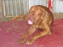 Mannuthy-Thrissur-Dog-Show-2011 (37)